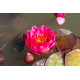 Nymphaea James Brydon POT DE 9cm