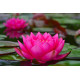 Nymphaea James Brydon POT DE 9cm