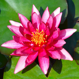 Nymphaea Rubra Punctata POT DE 9cm