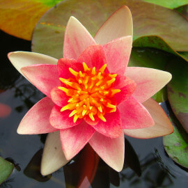 Nymphaea 'Colorado' POT DE 9cm