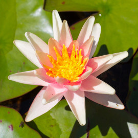 Nymphaea Sioux POT DE 9cm