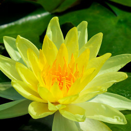 Nymphaea 'Joey Tomocik' POT DE 9cm