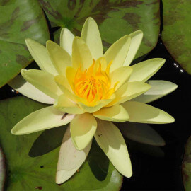 Nymphaea Marliacea Chromatella POT DE 9cm