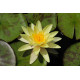 Nymphaea Marliacea Chromatella POT DE 9cm