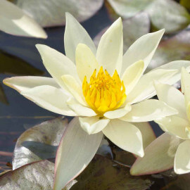 Nymphaea pygmaea Helvola POT DE 9cm