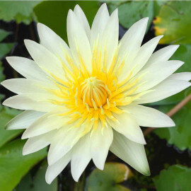 Nymphaea Sulphurea  POT DE 9cm