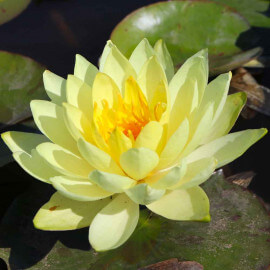 Nymphaea Yellow Sensation POT DE 9cm