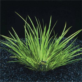 Acorus Gramineus - Plante d'aquaterrarium ou paludarium