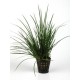 Acorus Gramineus - Plante d'aquaterrarium ou paludarium