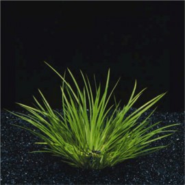 Acorus Gramineus Pusillus - Plante d'aquaterrarium ou paludarium