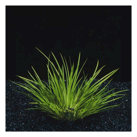 Acorus Gramineus Pusillus - Plante d'aquaterrarium ou paludarium