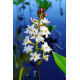 Menyanthes trifoliata - Trèfle d'eau POT DE 9cm