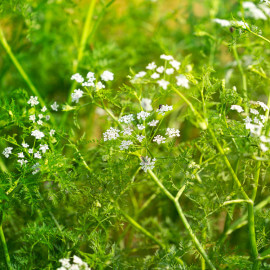 Oenanthe aquatica POT DE 9cm