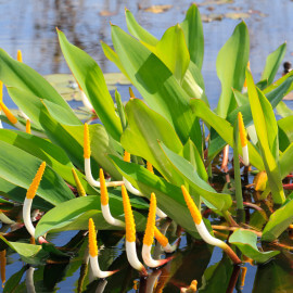 Orontium aquaticum - Plante à bougies POT DE 9cm