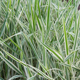 Phalaris arundinacea 'Picta' POT DE 9cm