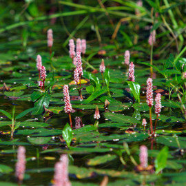 Polygonum amphibium POT DE 9cm