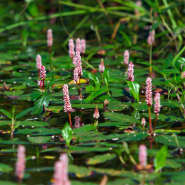 Polygonum amphibium POT DE 9cm