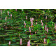 Polygonum amphibium POT DE 9cm