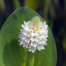 Pontederia cordata 'Alba' POT DE 9cm