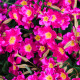 Primula rosea - Primevère rose POT DE 9cm