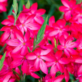 Schizostylis coccinea POT DE 9cm