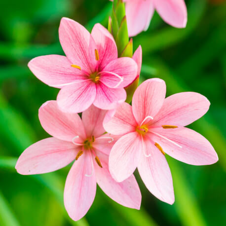 Schizostylis coccinea 'Mrs. Hegarty' POT DE 9cm