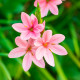 Schizostylis coccinea 'Mrs. Hegarty' POT DE 9cm