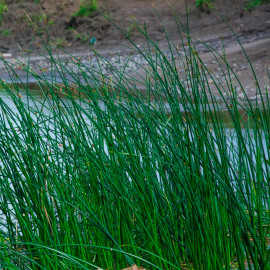 Scirpus lacustris POT DE 9cm