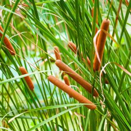 Typha augustifolia - Petite massette POT DE 9cm