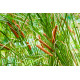 Typha augustifolia - Petite massette POT DE 9cm