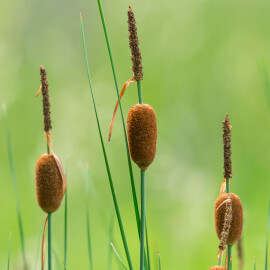 Typha minima POT DE 9cm