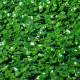 Hydrocotyle nova-zealandiae PANIER PLANTATION 11X11CM