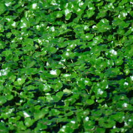 Hydrocotyle nova-zealandiae PANIER PLANTATION 11X11CM