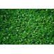 Hydrocotyle nova-zealandiae PANIER PLANTATION 11X11CM