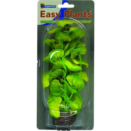 Plante Artificielle Hydrocotile sp