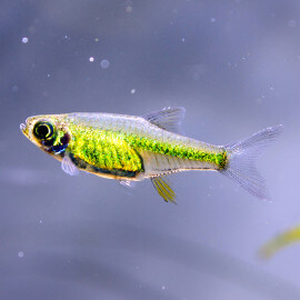 Microdevario kubotai - Rasbora Kubotai (Elevage semi-sauvage - Indonésie)