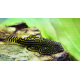 sewellia lineolata - Loche léopard  (Elevage)