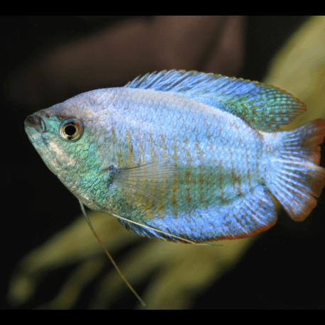 Des abris artificiels pour protéger les poissons dans les ports