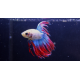 Betta Crowntail Thaïflag N°3