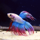 Betta Crowntail Thaïflag N°3