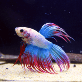 Betta Crowntail Thaïflag N°3