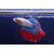 Betta Crowntail Thaïflag N°3