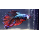 Betta Halfmoon Dragon Marble MÂLE N°19