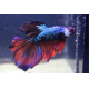 Betta Halfmoon Dragon Marble MÂLE N°19