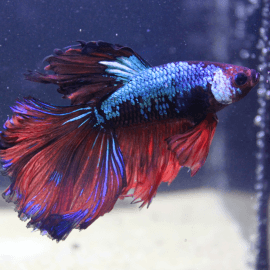 Betta Halfmoon Dragon Marble MÂLE N°19