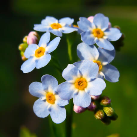 Myosotis palustris POT DE 9cm