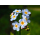 Myosotis palustris POT DE 9cm