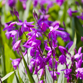 Bletilla striata - Orchidée jacinthe POT DE 9cm