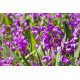 Bletilla striata - Orchidée jacinthe POT DE 9cm