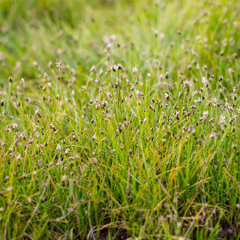 Eleocharis acicularis POT DE 9cm